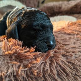Cody - Bernedoodle puppy in Germantown, Wisconsin from Love for Doodles, LLC / 262.720.0190