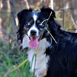 Muffin - Miniature Australian Shepherd