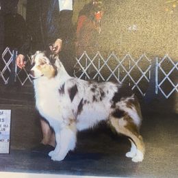 Dune - Australian Shepherd