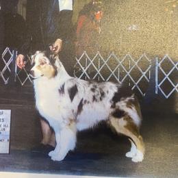 Dune - Australian Shepherd