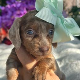 Lumi long hair- Pet ONLY - Dapple female Dachshund puppy in Lakeland, Florida from Elite Doxies Florida
