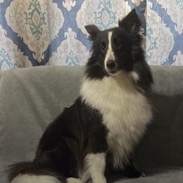 London - Shetland Sheepdog