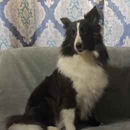 London - Shetland Sheepdog