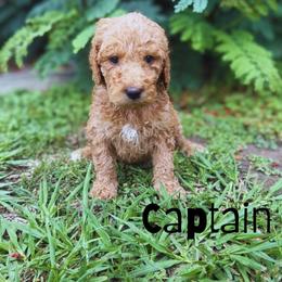 Captain - Red  male Goldendoodle puppy in Inez, Texas from Heavenly H Doodles