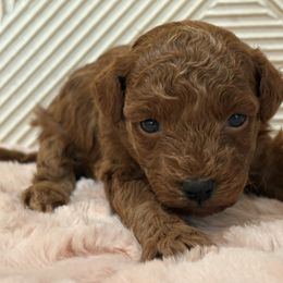 Serena - Red  female Poodle puppy in Utica, Ohio from Poodle Me Crazy