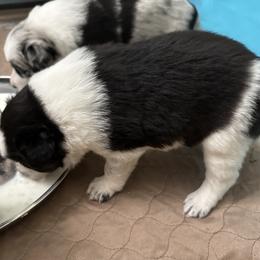 Border Collie Puppies from Roaring River Border Collies