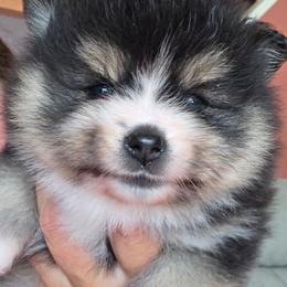 Adkpom Savanna Tri color - Tri-colored female Pomeranian puppy in Gloversville, New York from ADKPOM Adirondack Pomeranians