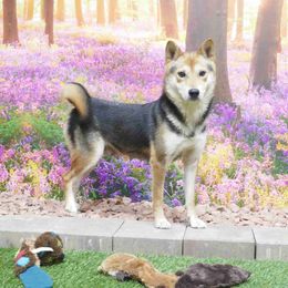 Heidi - Shiba Inu