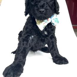 Gnome - Black male Goldendoodle puppy in Mount Pleasant, Tennessee from Doodle My Heart