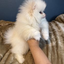 Snowy - White male Pomeranian puppy in Denver, Colorado from BD Poms