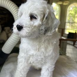 Apollo - Cream male Australian Labradoodle puppy in Chuluota, Florida from Delano Australian Labradoodles
