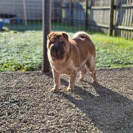 Misha - Chinese Shar-Pei