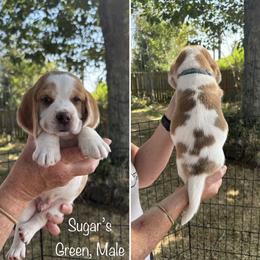 Sugar's Green - Red and white male Beagle puppy in Brownsville, Oregon from Beagles on the Run
