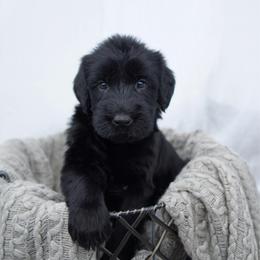 Puddin' - Black female Giant Schnauzer puppy in Collinsville, Mississippi from Hillside Kennels