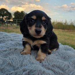 Black and Cream Boy - Black and cream male Dachshund puppy in Choctaw, Oklahoma from TS Performance Horses & Dachshunds