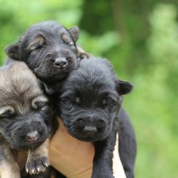 2nd choice female - Sable female German Shepherd puppy in Lucasville, Ohio from Trusting Hearts Kennel