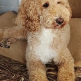 Archer - Poodle