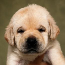 Red Collar - Yellow female Labrador Retriever puppy in Madison, Wisconsin from Meritrust Labradors