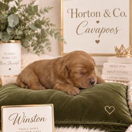 Winston - Apricot male Cavapoo puppy in Theodore, Alabama from Horton & Co. Cavapoos