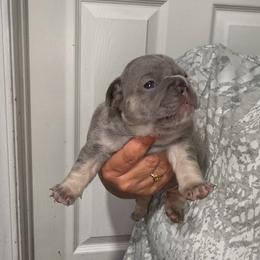 Blue - Blue fawn male French Bulldog puppy in Bolingbrook, Illinois from Flores Frenchies