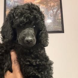Black Boy - Black male Poodle puppy in Ogden, Utah from Kotu Poodles