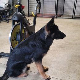 Dina - German Shepherd