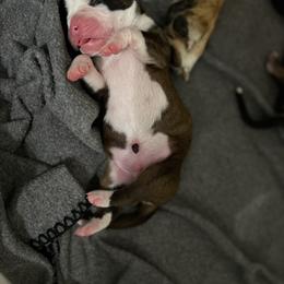 Boxer Puppies from Reynolds Homestead Boxers