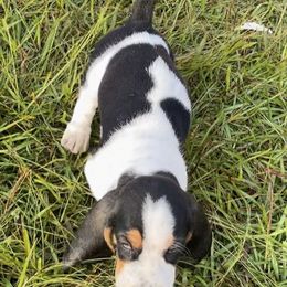Basset Hounds from Blue Ridge Basset Hounds