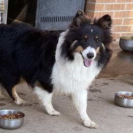 Brazen - Shetland Sheepdog