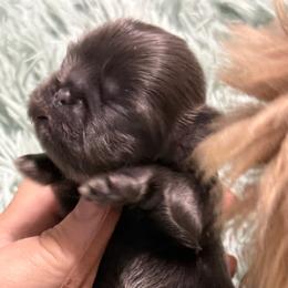 Girl 2 - lilac collar - Blue female Shih Tzu puppy in Berkeley Springs, West Virginia from Sandridge Shih Tzus
