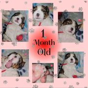 Red   (Iron Paws (Red collar) - Black and white male Cavatzu puppy in Sandy, Utah from Pulley Puppies