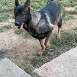 Xena - German Shepherd