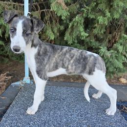 Fantacy - White and fawn brindle female Whippet puppy in Goldendale, Washington from Amulet Charm