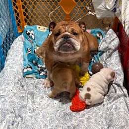 Strudle (Doodle Bug) - Bulldog