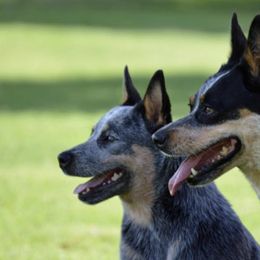 Australian Cattle Dogs from Ironclad Australian Cattle Dogs