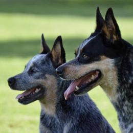 Australian Cattle Dogs from Ironclad Australian Cattle Dogs