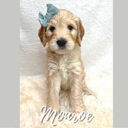 Monroe - Goldendoodle puppy in Conway, New Hampshire from Arbor Grace Doodles
