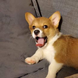American Corgi and Pembroke Welsh Corgi Puppies from Corgi Daze