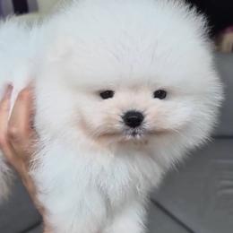 Frost - Cream male Pomeranian puppy in Salem, Oregon from PNW Dynasty Poms