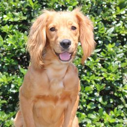 Alex - English Cocker Spaniel