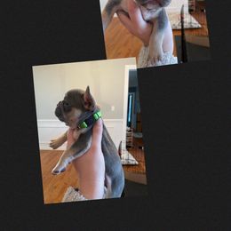 French Bulldog Puppies from Whitehouse Frenchies