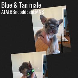 French Bulldog Puppies from Whitehouse Frenchies