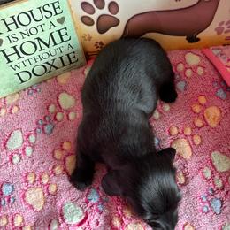 Raven - Black female Dachshund puppy in Great Falls, Montana from Dawn's designerDachshunds