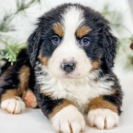 Pine (Blue Collar) - Black rust and white male Bernese Mountain Dog puppy in Hudson, Indiana from TurkeyCreek-K9