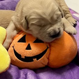 Jolly - Light golden male Golden Retriever puppy in Saint Pauls, North Carolina from Copperfield’s Goldens