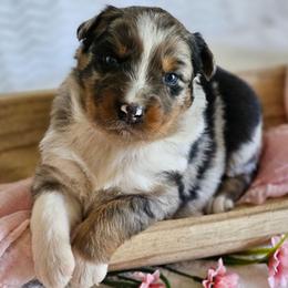 Regina - Blue merle female Australian Shepherd puppy in Mountain Grove, Missouri from K Bar H Farms