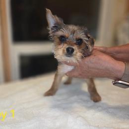 Baby Boy 1 - Blue and gold male Yorkshire Terrier puppy in San Marcos, Texas from Casa de Yorkies