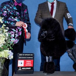 Ruby - Poodle