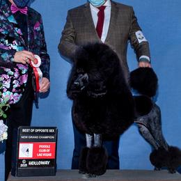 Ruby - Poodle