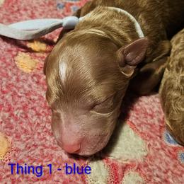 Thing 1- Dr Seuss litter - Red male Labradoodle puppy in Phelan, California from Family Doodles